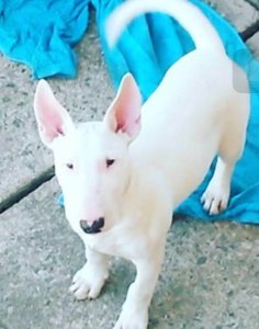 O Bull Terrier antes do procedimento que gerou polêmica