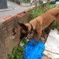 Cão farejador ajuda a localizar drogas - Jornal da Cidade