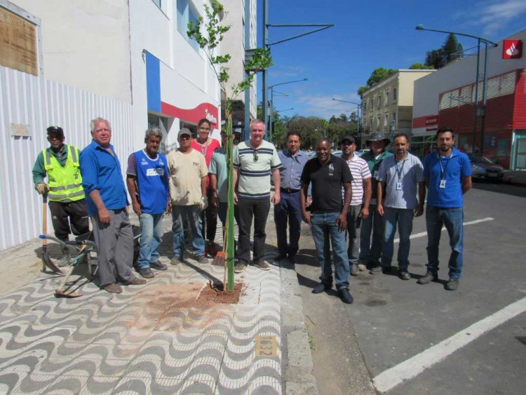 Arborização - Jornal da Cidade