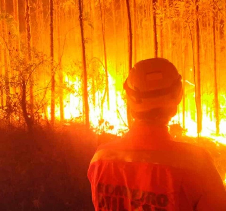 incêndio-em-plantação-de-eucalipto-(1) (1)