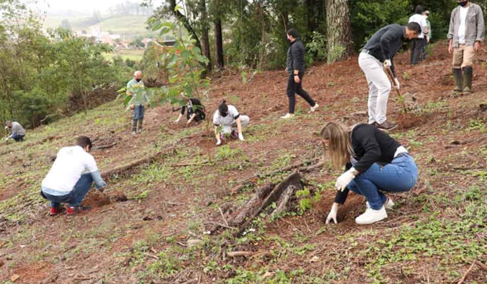 Floresta-de-Bolso