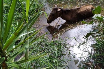 cavalo-atolado-em-açude1 (1)