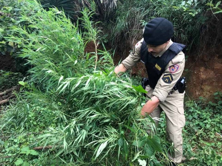 plantação-de-maconha - Jornal da Cidade