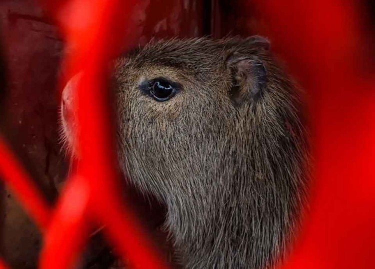 capivara-que-invadiu-Câmara-Municipal (1)