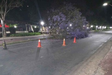 jacarandá-cai-na-avenida-João-Pinheiro (1)