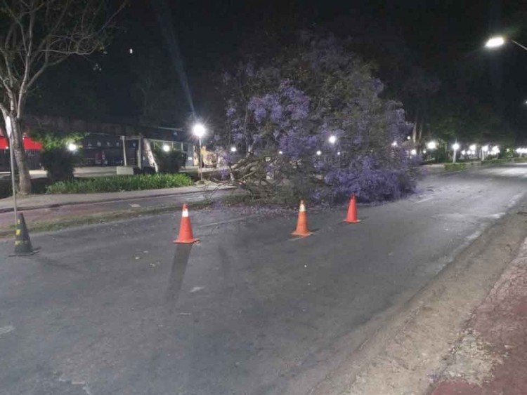 jacarandá-cai-na-avenida-João-Pinheiro (1)